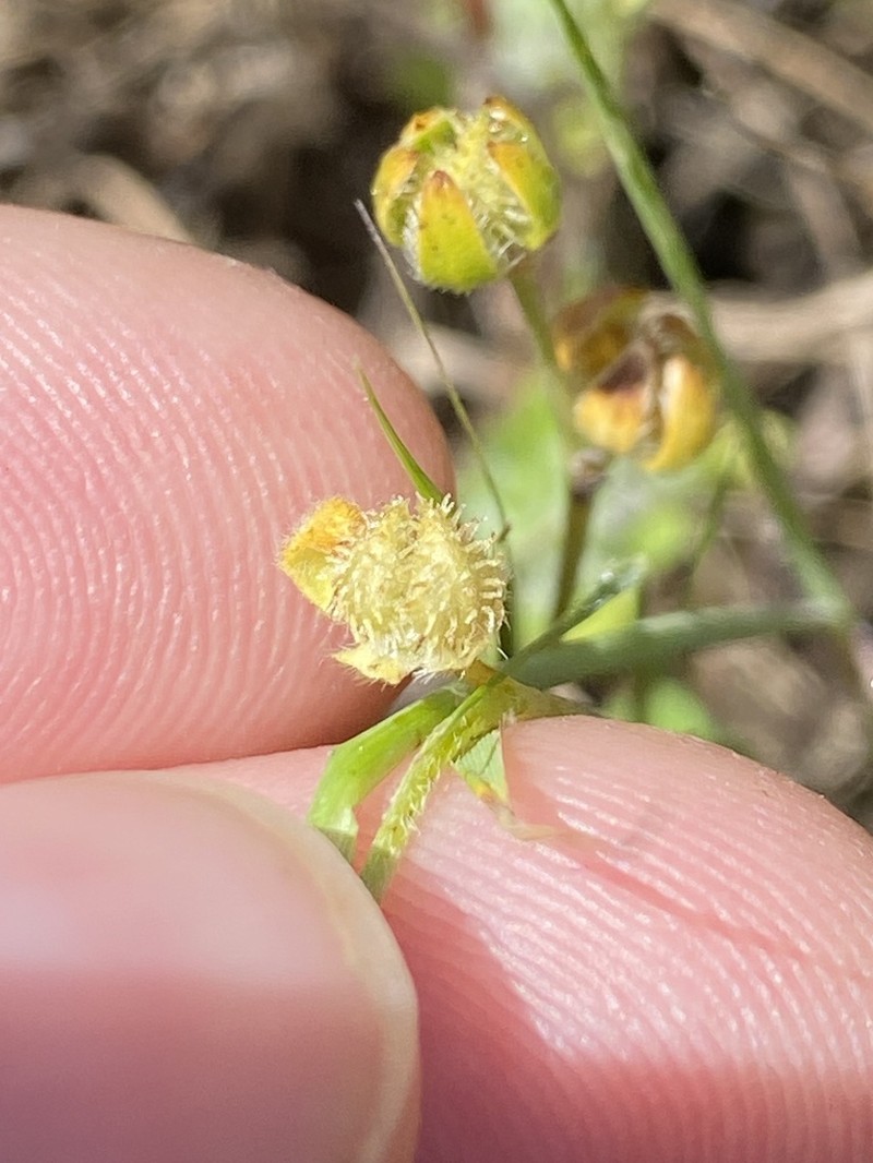Greene's Popcornflower photo 3