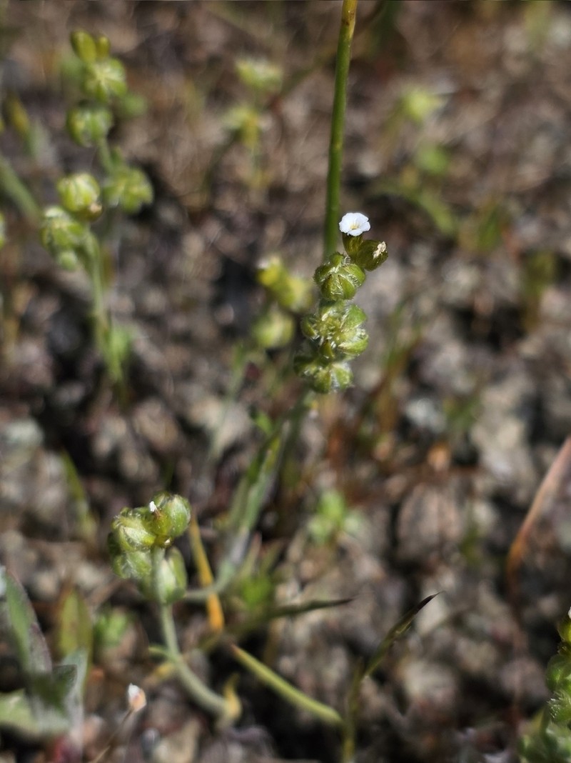 Greene's Popcornflower photo 5