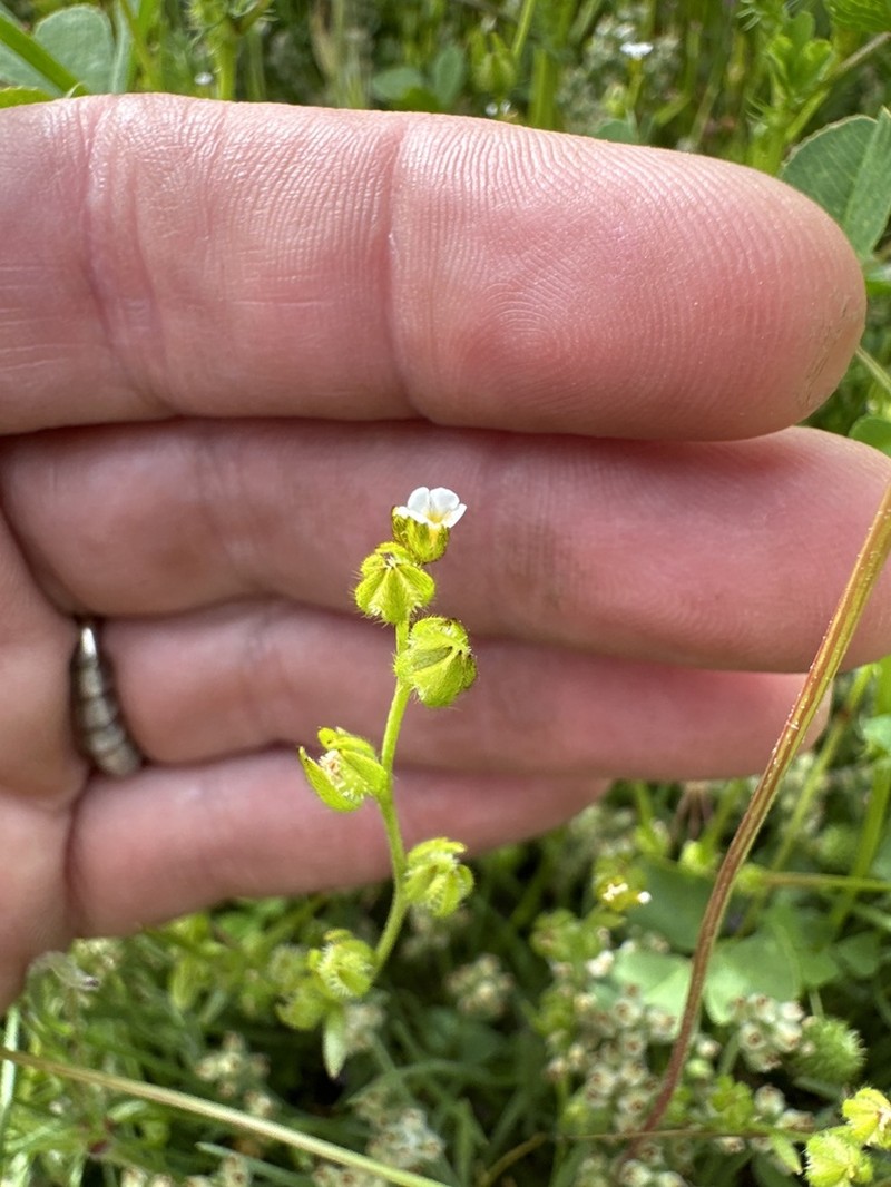Greene's Popcornflower photo 6