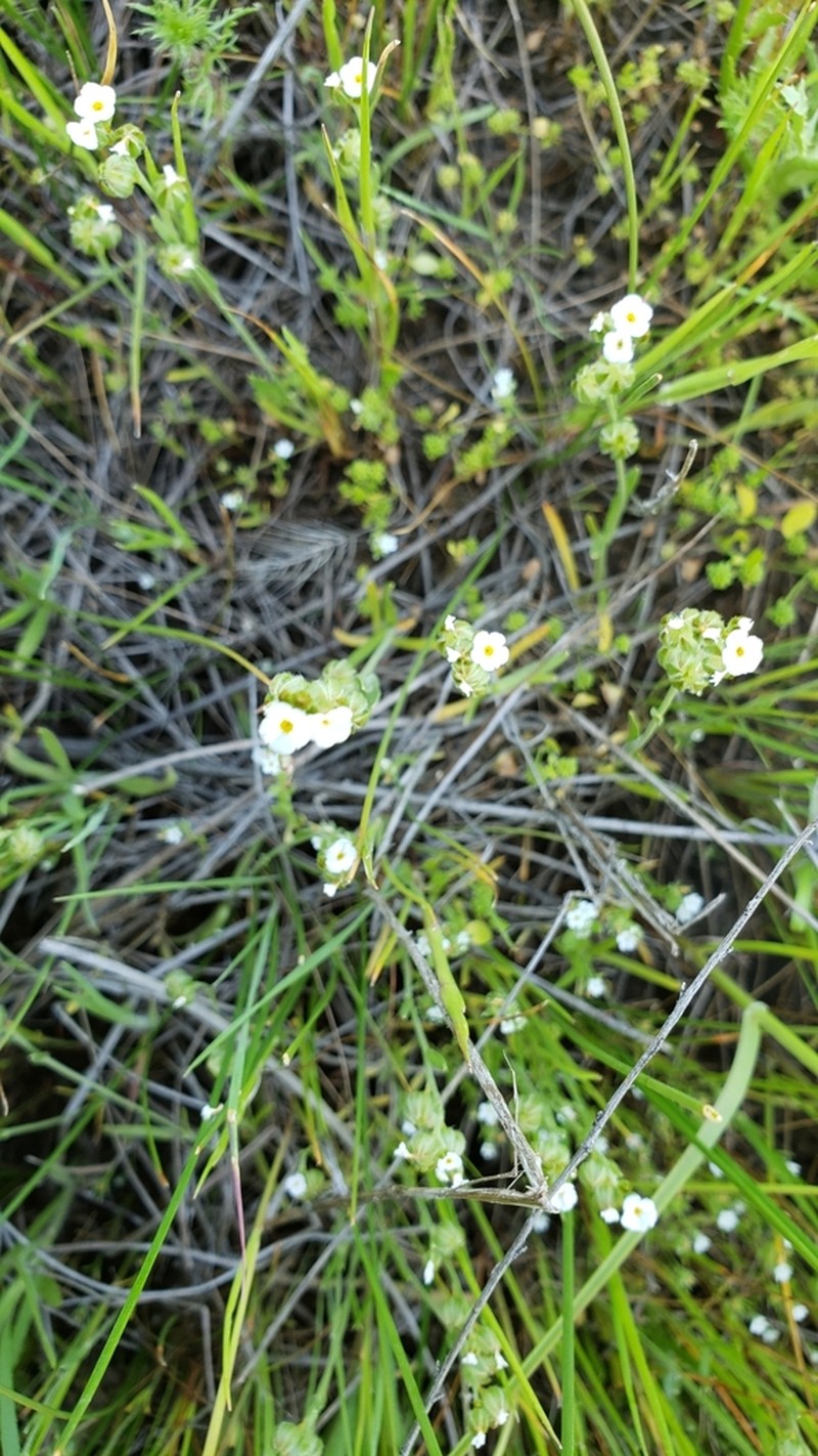 Greene's Popcornflower photo 7