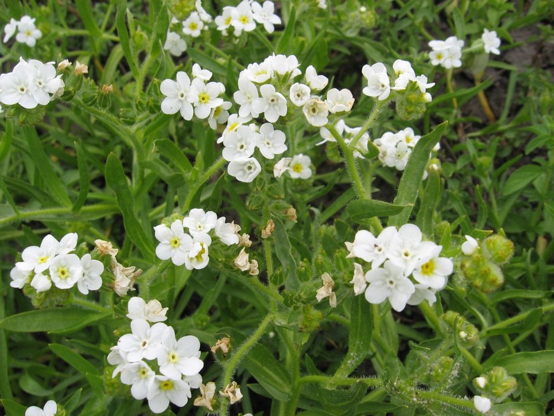 Rough Popcornflower