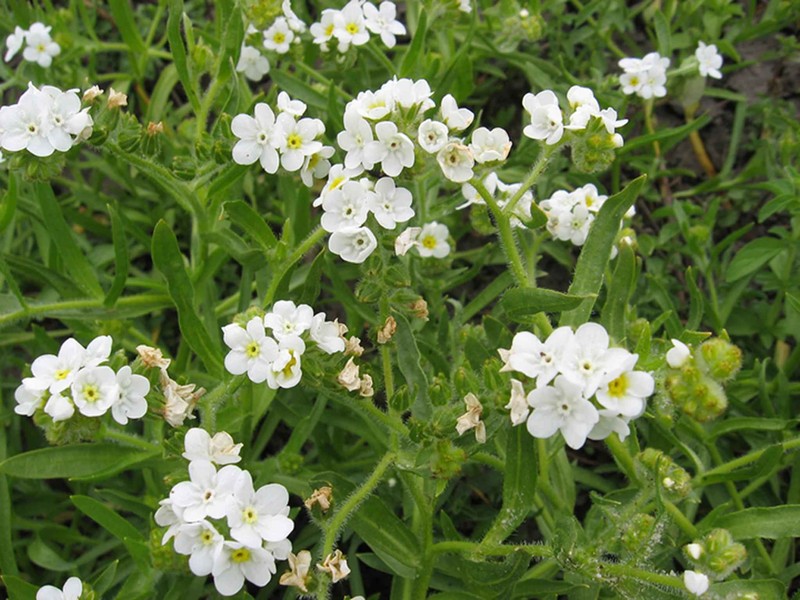 Rough Popcornflower photo 2