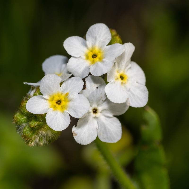 Rough Popcornflower photo 3