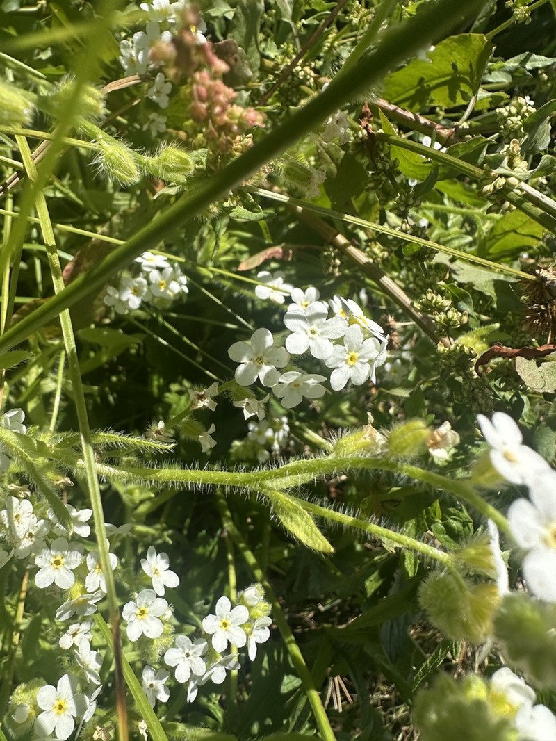 Rough Popcornflower photo 4