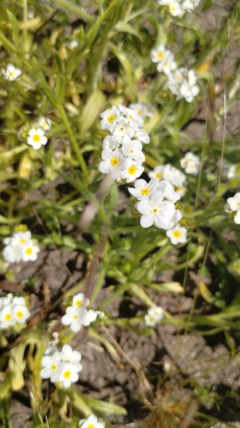 Rough Popcornflower photo 6