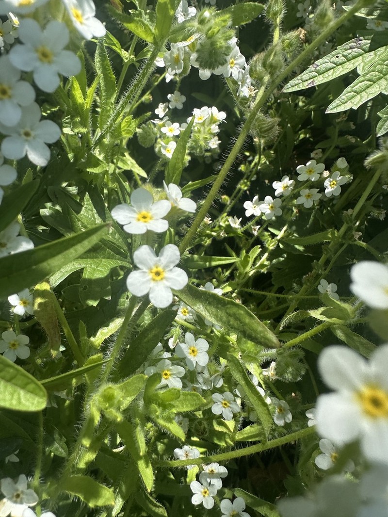 Rough Popcornflower photo 7