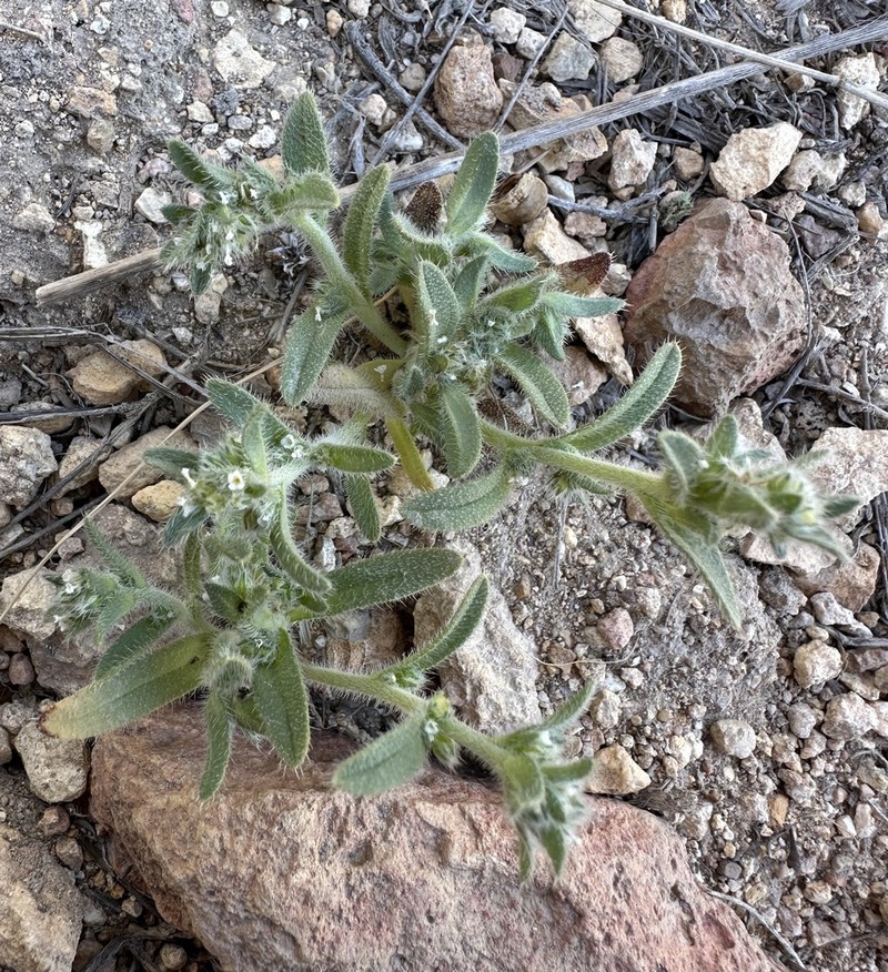Cascade Popcornflower photo 3