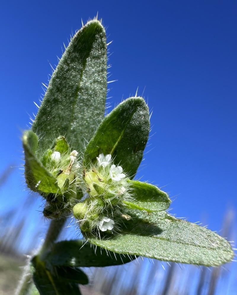 Cascade Popcornflower photo 5