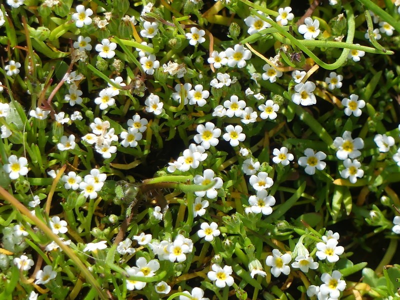 Dwarf Popcornflower