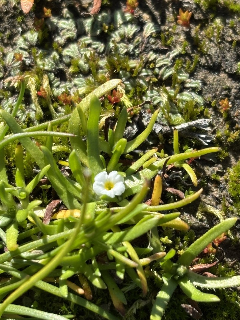 Dwarf Popcornflower photo 2