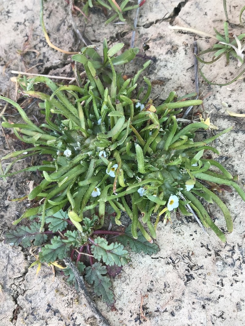 Dwarf Popcornflower photo 3