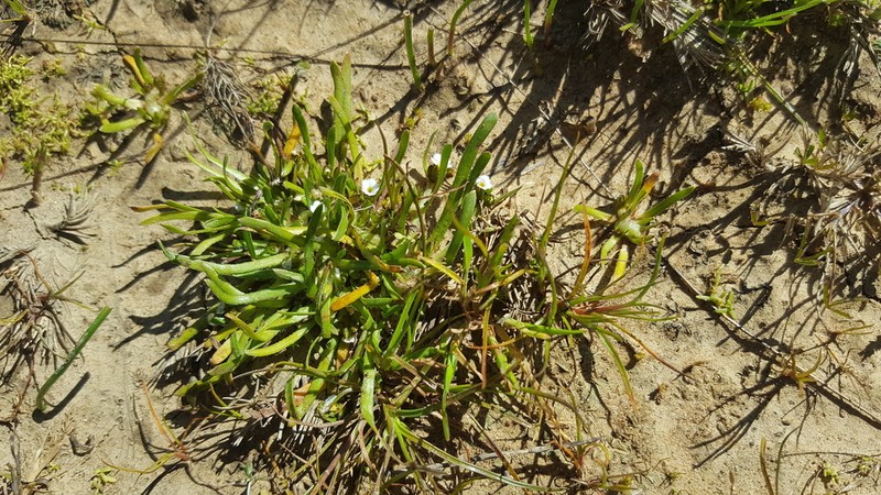 Dwarf Popcornflower photo 4