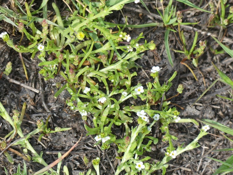 Dwarf Popcornflower photo 5