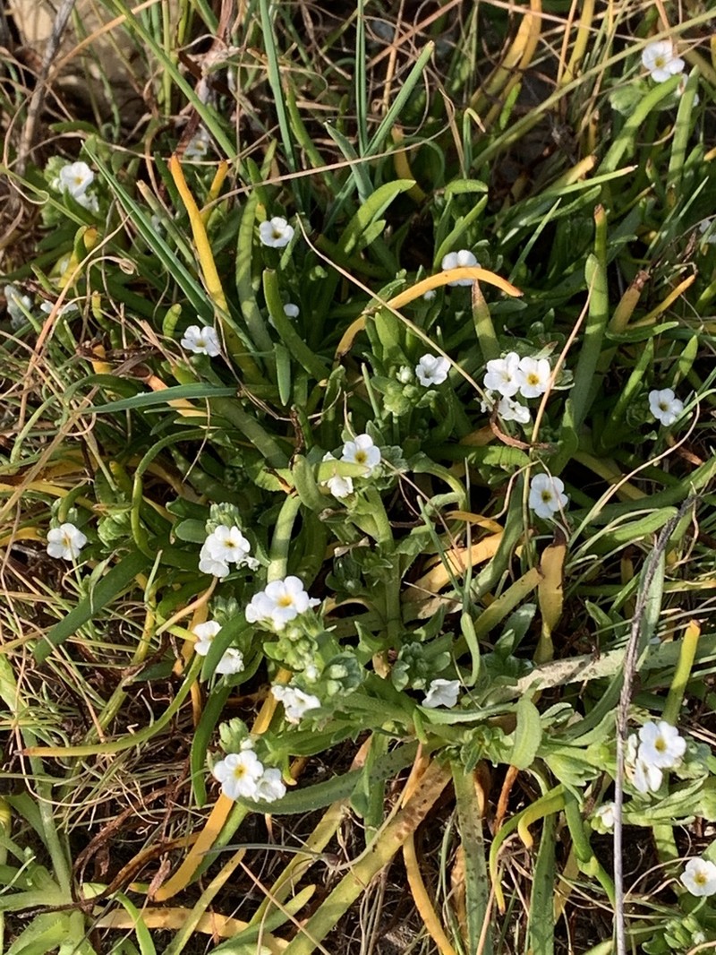 Dwarf Popcornflower photo 6