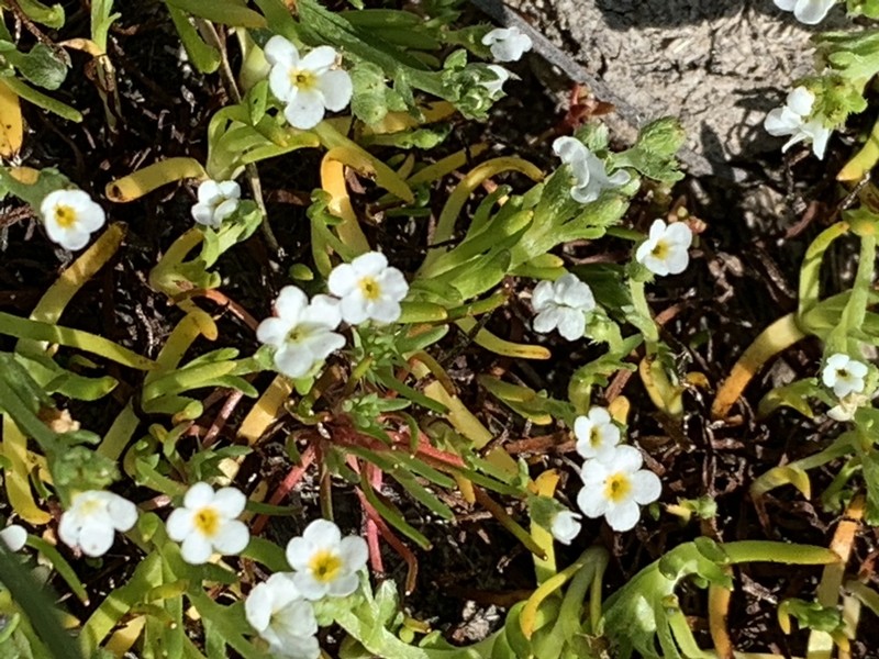 Dwarf Popcornflower photo 7