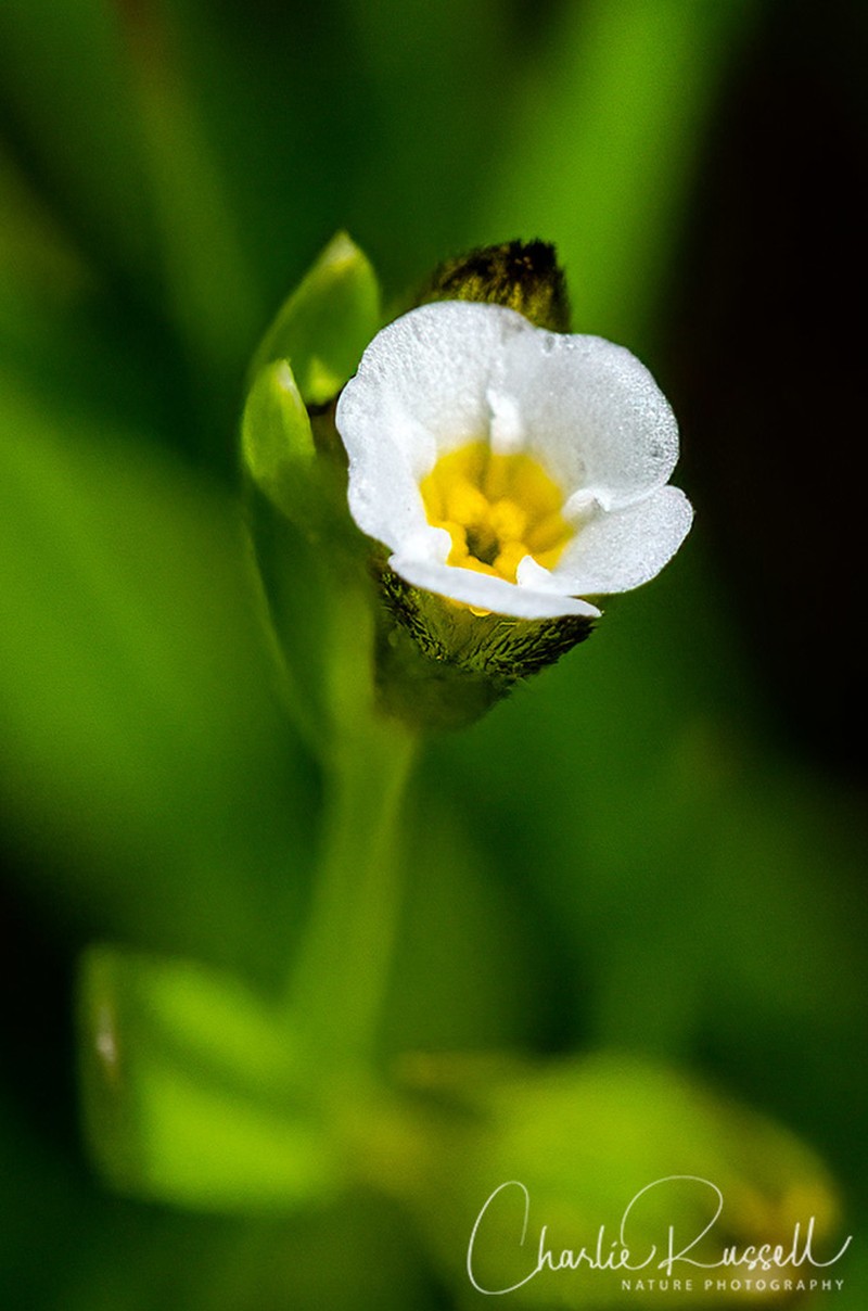 Bearded Popcornflower photo 2