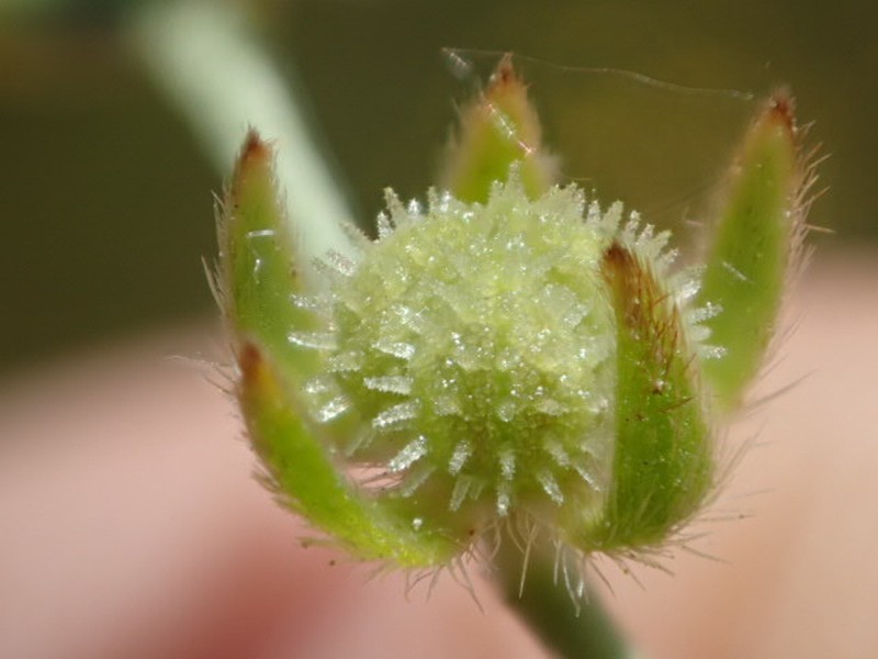 Bearded Popcornflower photo 3