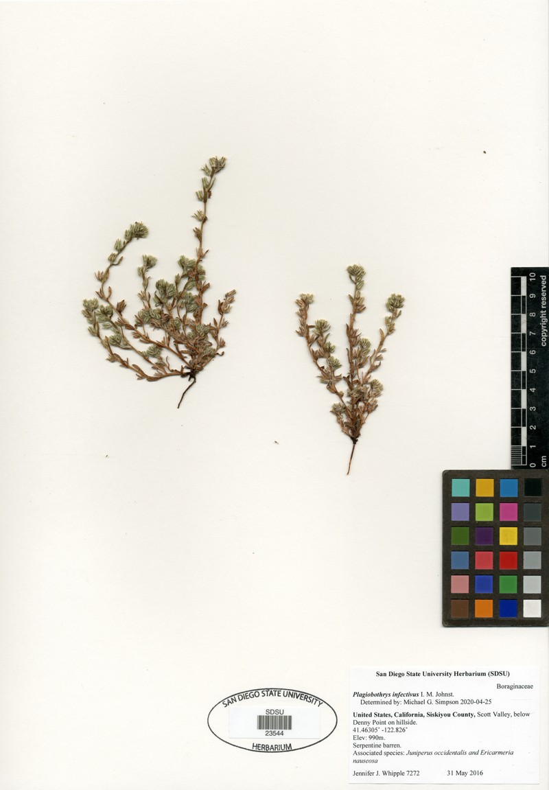 Dye Popcornflower photo 6