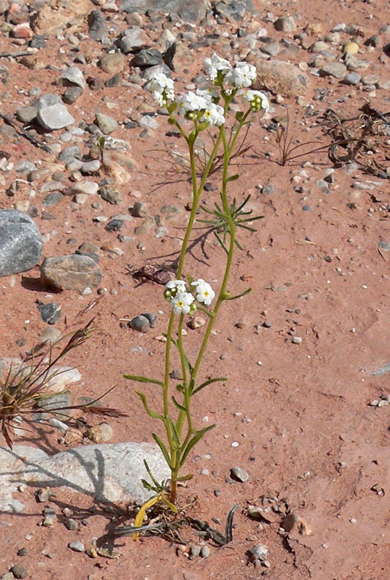Mojave Popcornflower