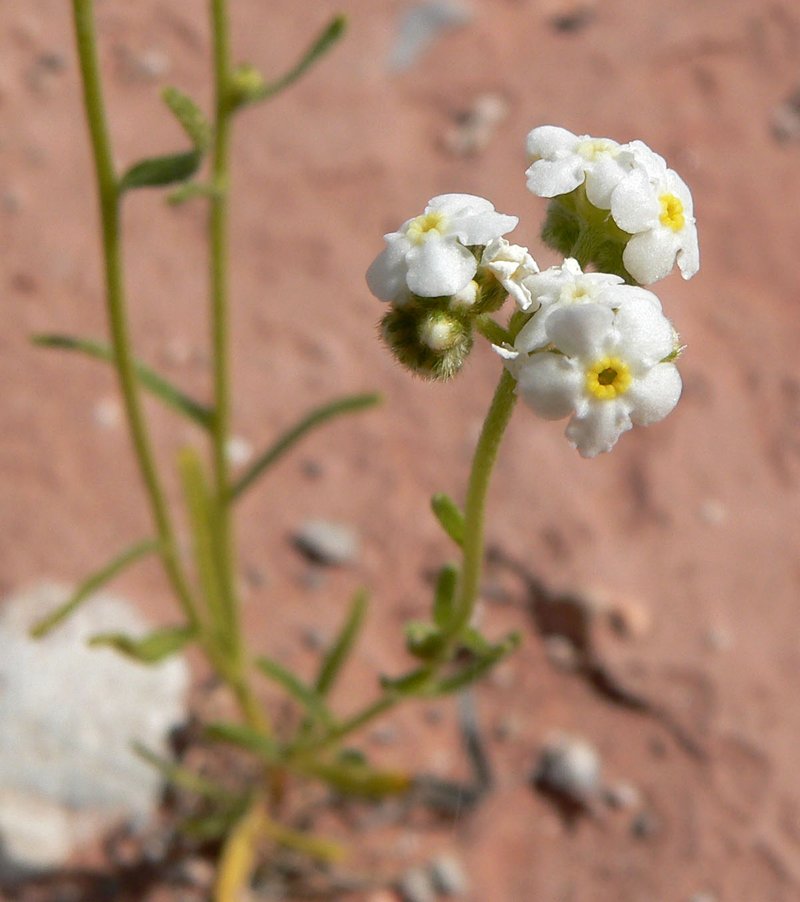 Mojave Popcornflower photo 2