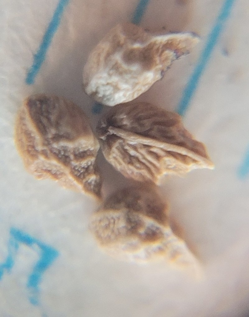 Shinyfruit Popcornflower photo 2