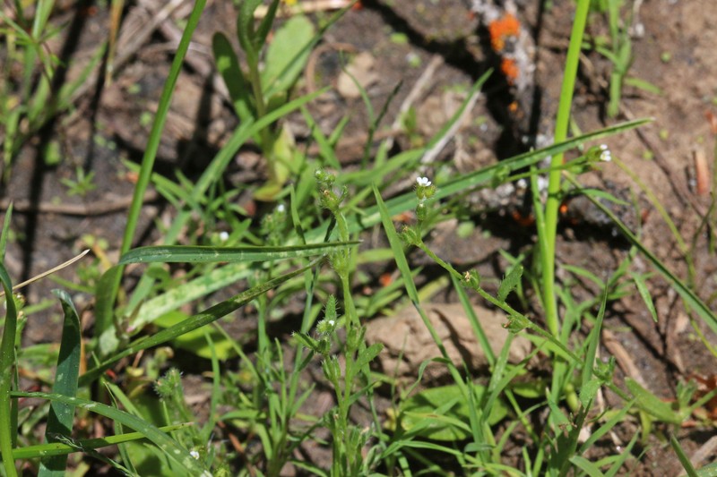 Finebranched Popcornflower photo 2