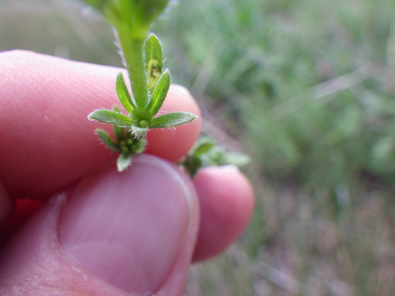 Finebranched Popcornflower photo 3