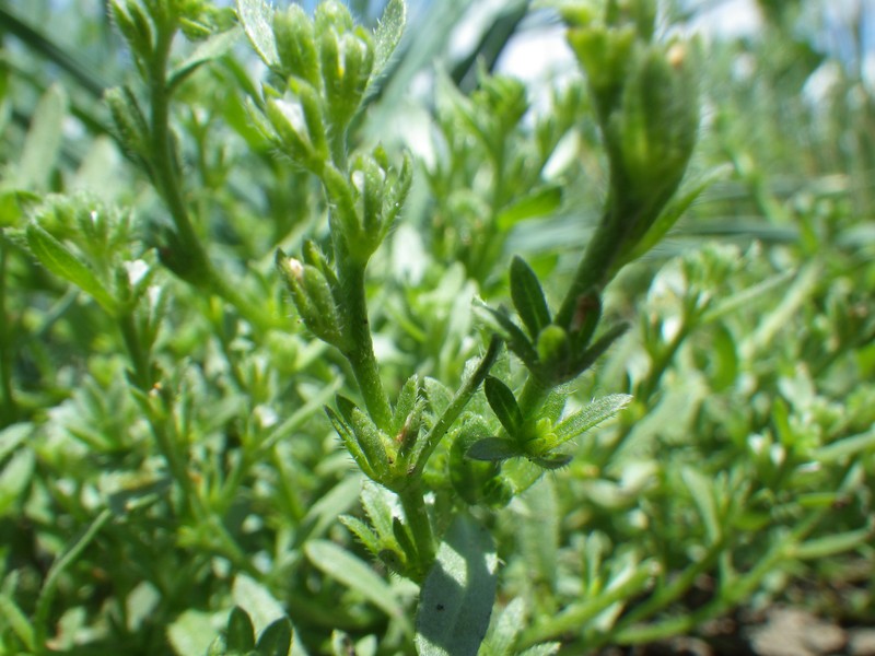 Finebranched Popcornflower