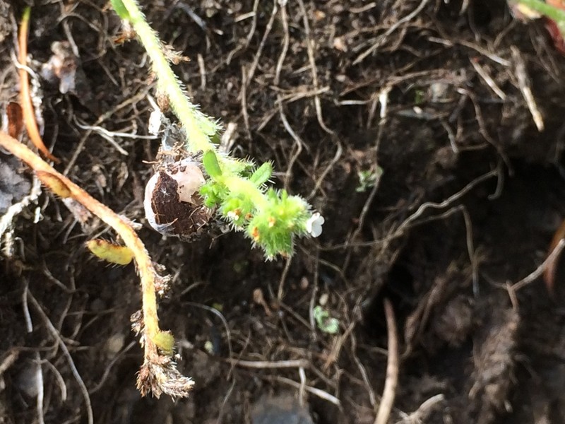 Finebranched Popcornflower photo 3