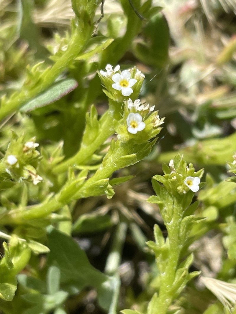 Finebranched Popcornflower photo 4