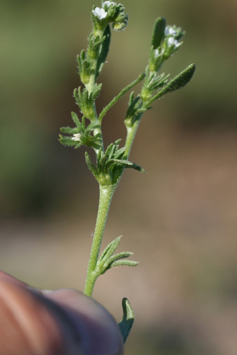 Finebranched Popcornflower photo 5