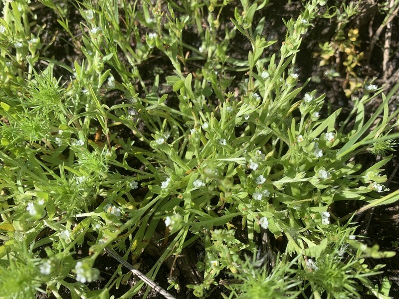 Finebranched Popcornflower photo 6