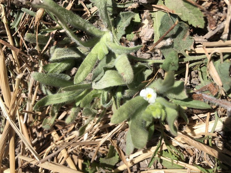 Soft Popcornflower photo 3