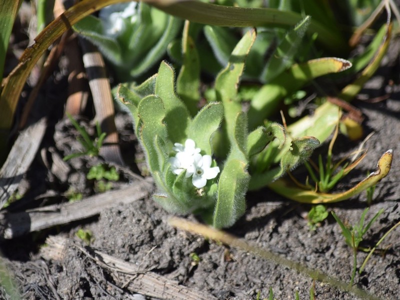 Soft Popcornflower photo 4