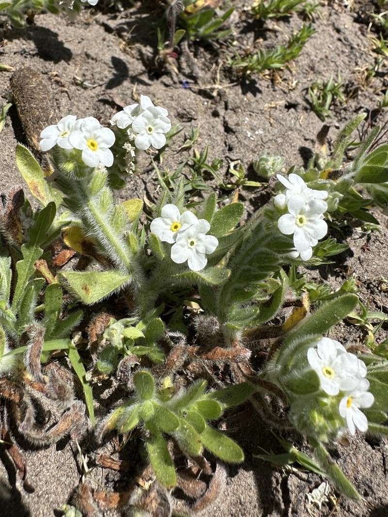 Soft Popcornflower photo 6