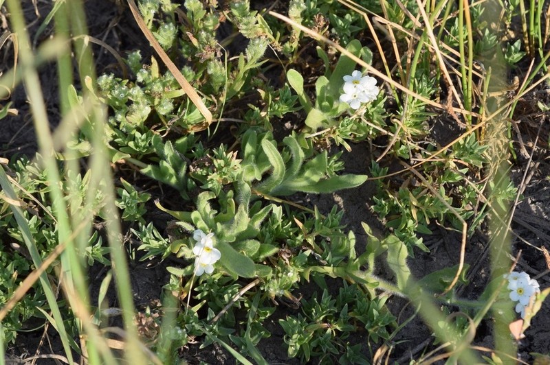 Soft Popcornflower photo 7