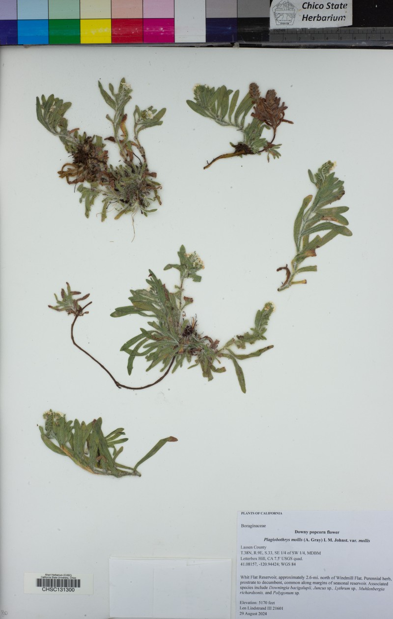 Plagiobothrys mollis var. mollis