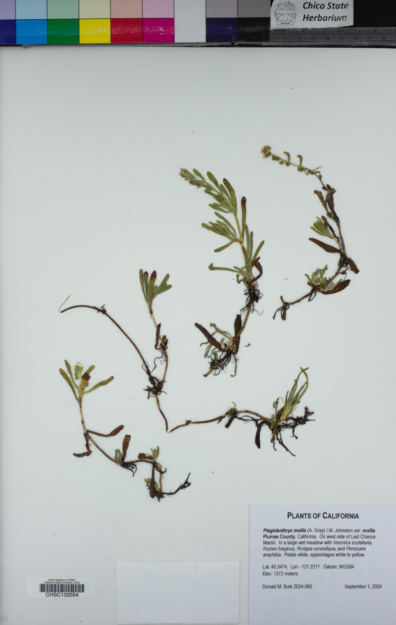 Plagiobothrys mollis var. mollis photo 2