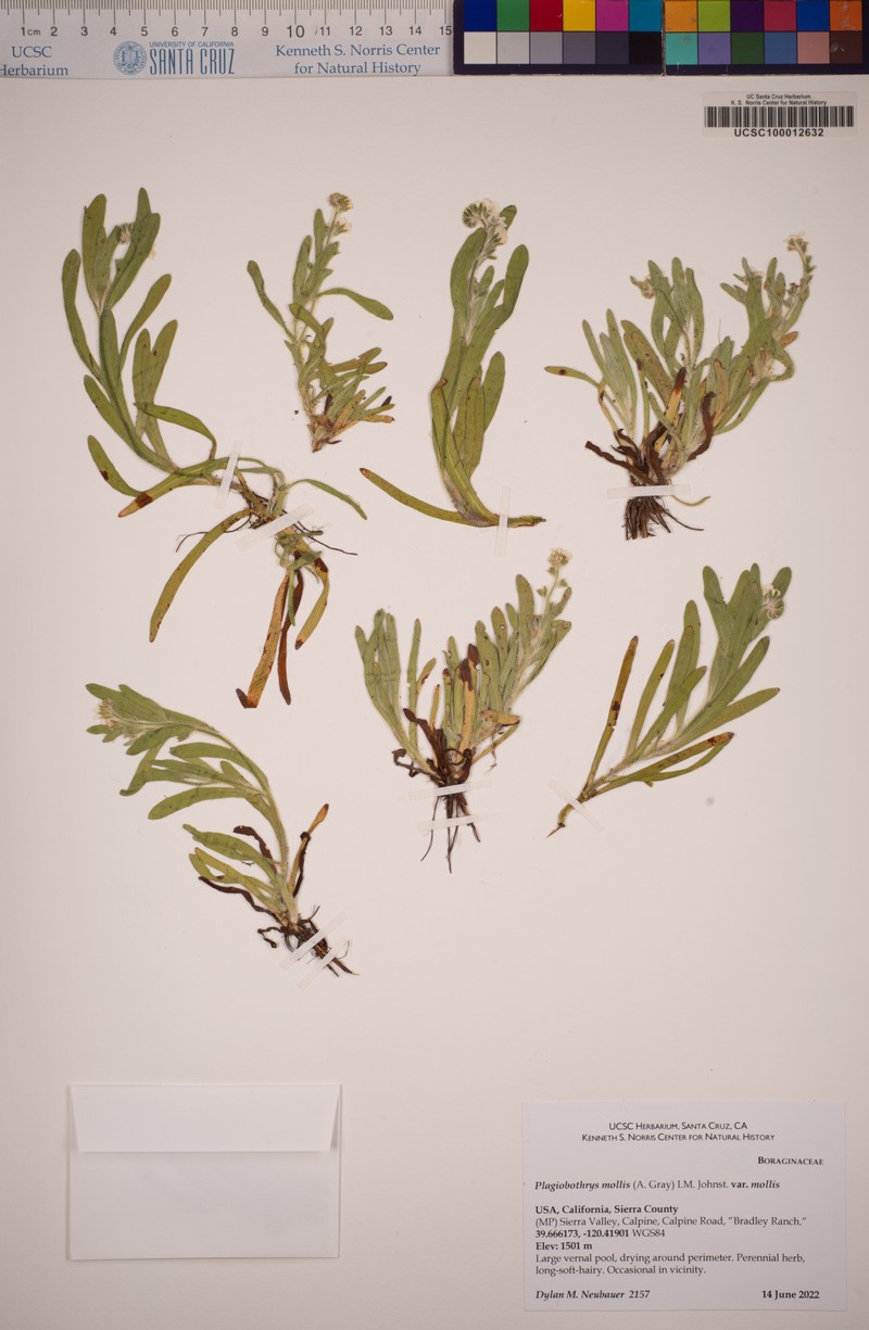 Plagiobothrys mollis var. mollis photo 3