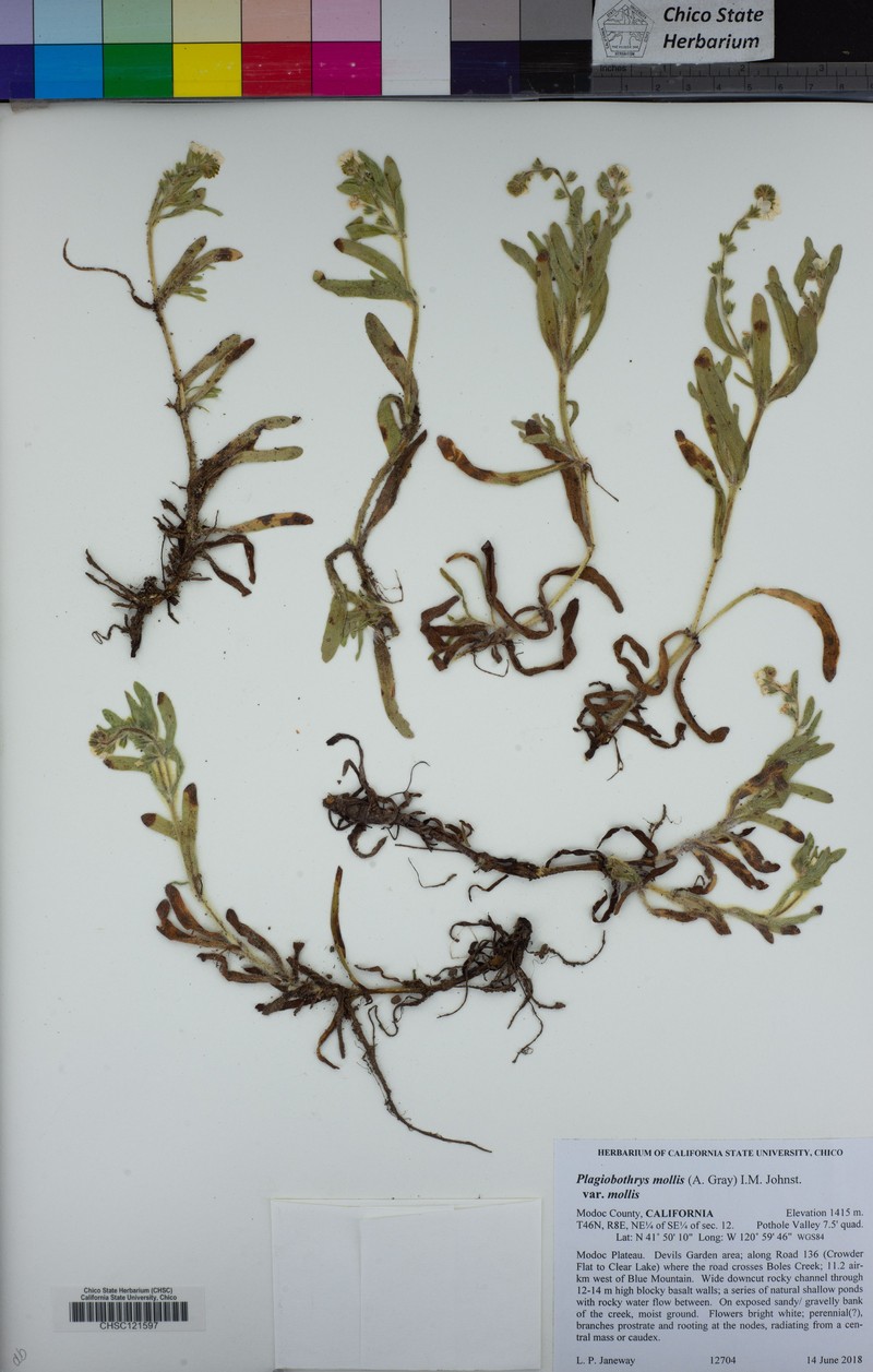 Plagiobothrys mollis var. mollis photo 4