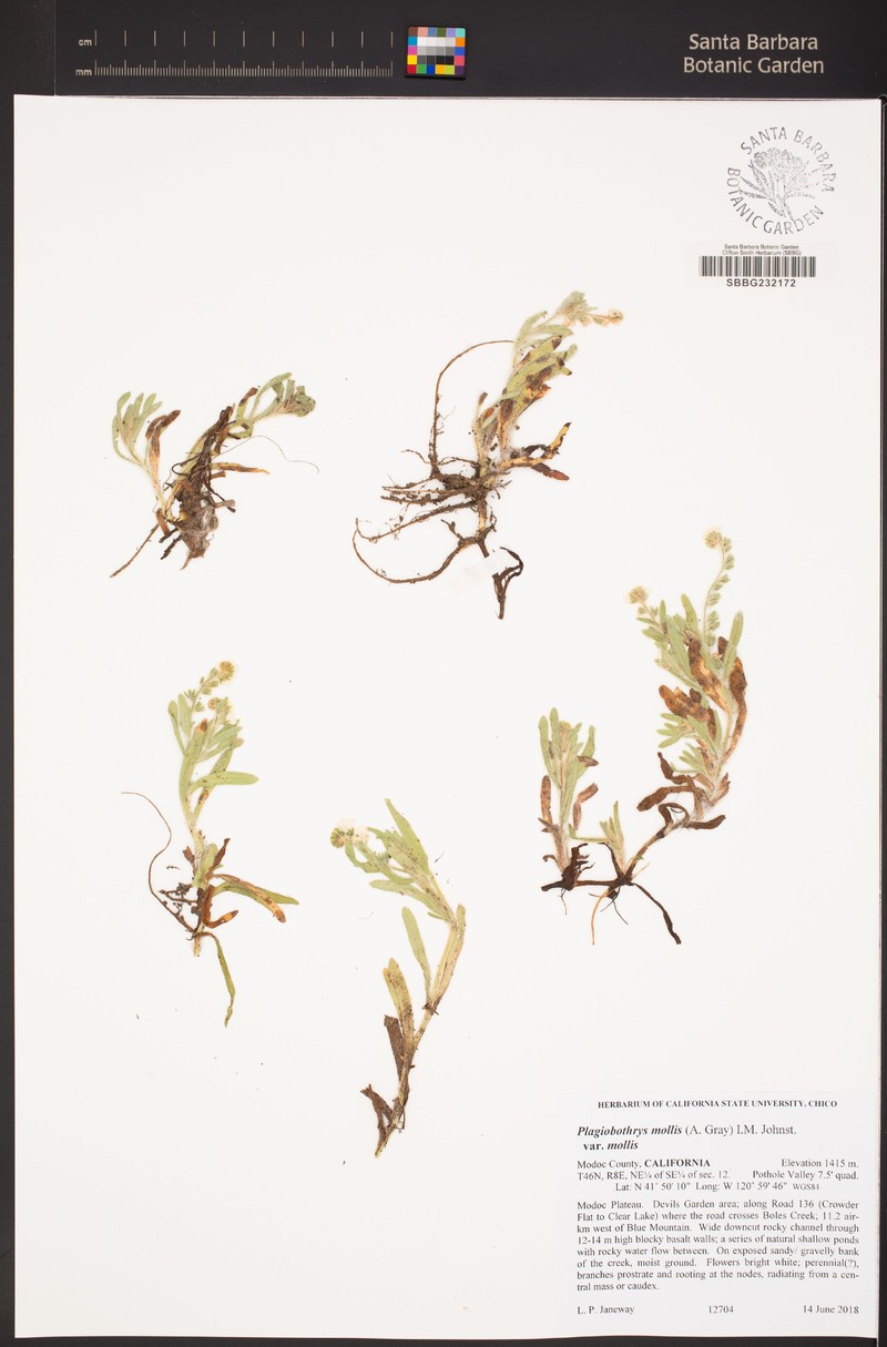 Plagiobothrys mollis var. mollis photo 5