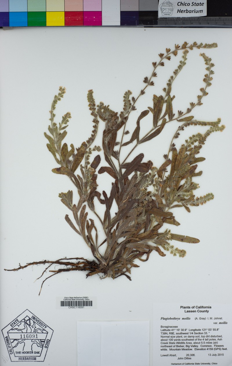 Plagiobothrys mollis var. mollis photo 6
