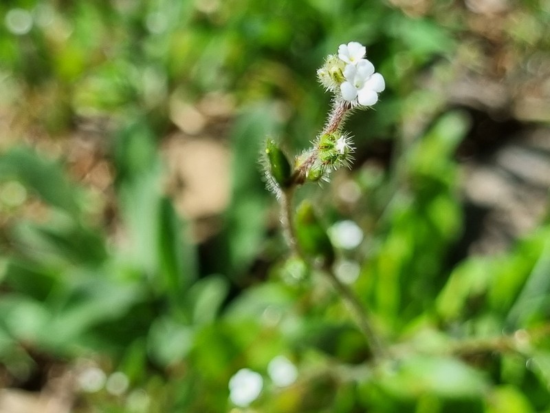 Forget-Me-Not Popcornflower