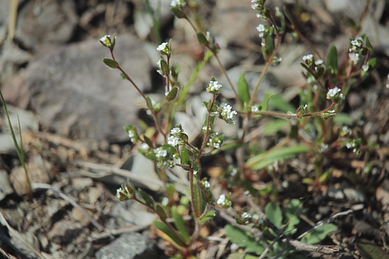 Forget-Me-Not Popcornflower photo 3