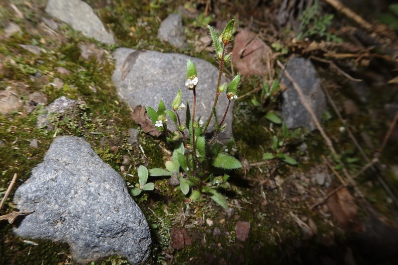 Forget-Me-Not Popcornflower photo 4