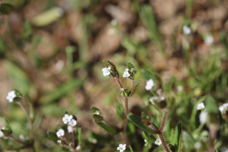 Forget-Me-Not Popcornflower photo 5