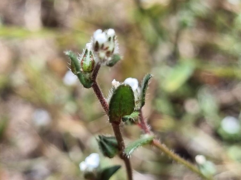 Forget-Me-Not Popcornflower photo 6