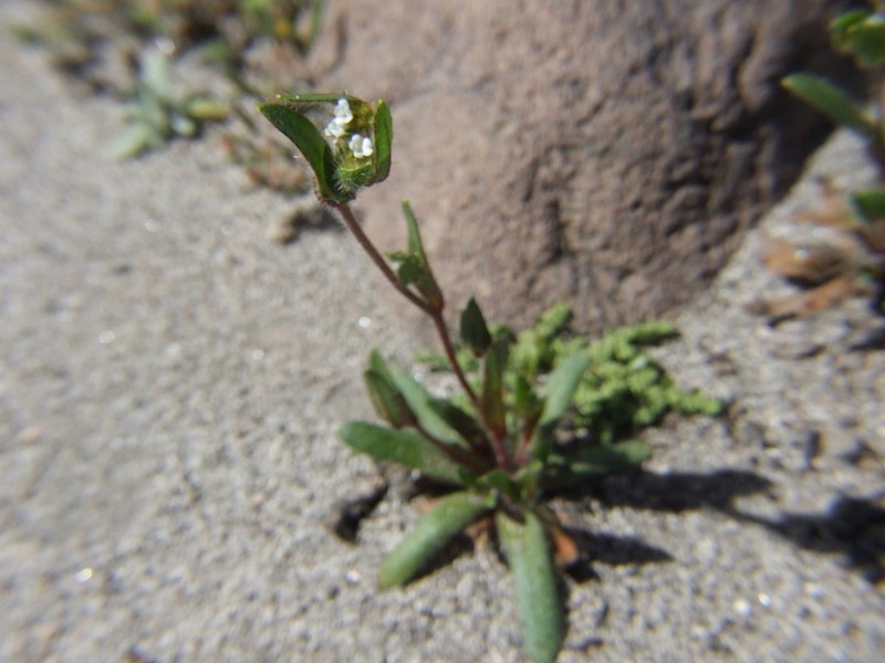 Forget-Me-Not Popcornflower photo 7