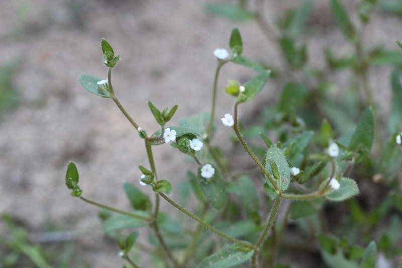 Forget-Me-Not Popcornflower photo 8