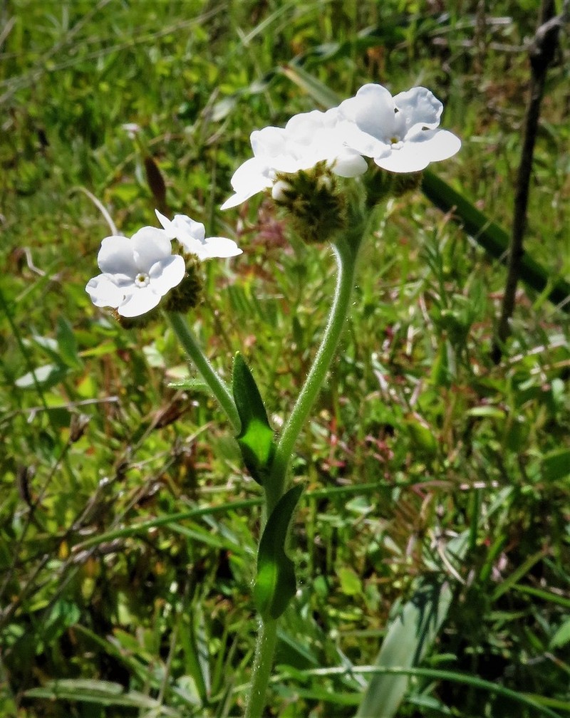 Rusty Popcornflower photo 3